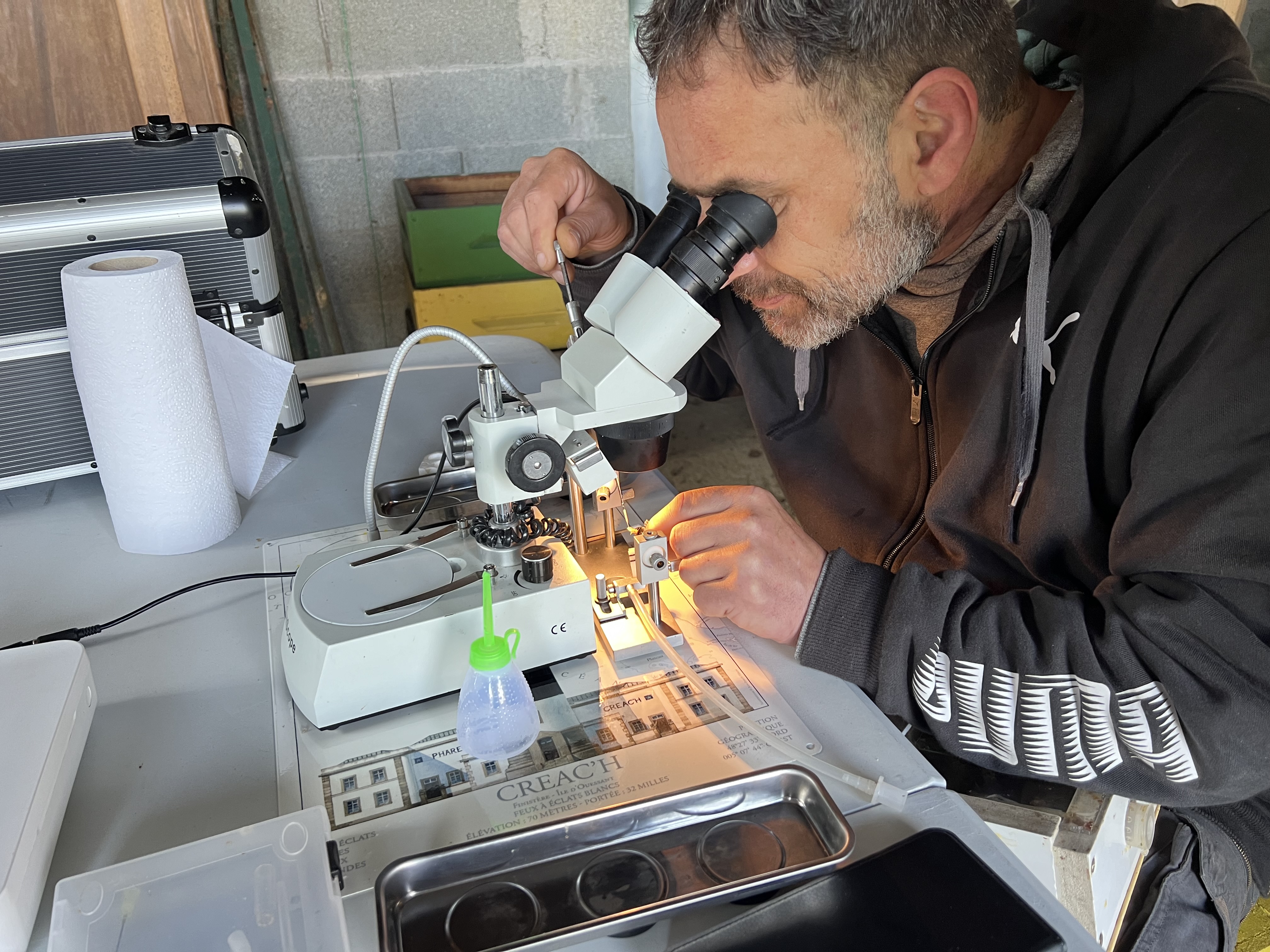 insémintation Abeille Noire Atlantique