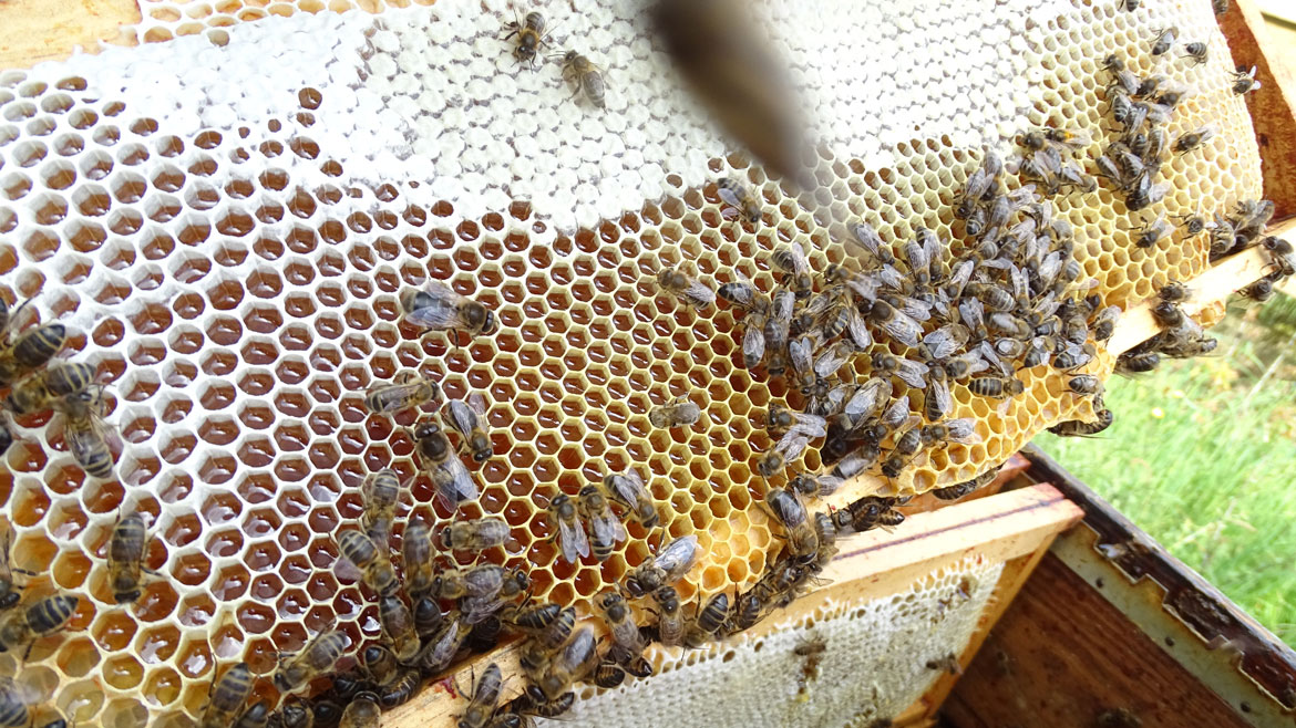 Abeille Noire Atlantique