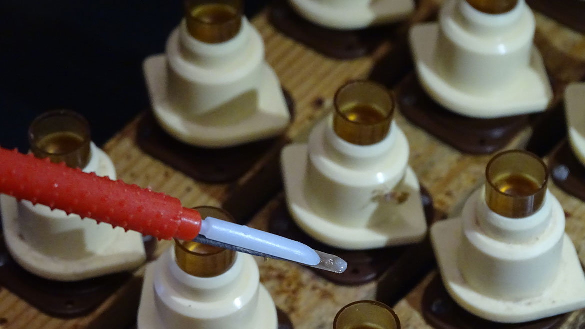 Abeille Noire Atlantique