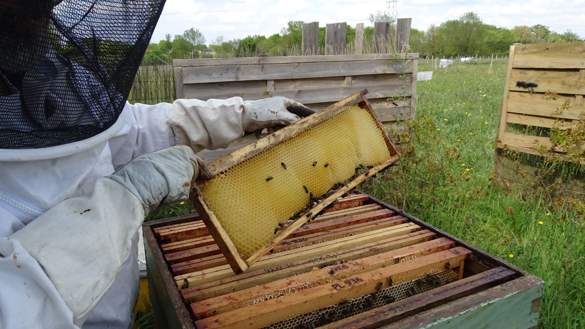 Abeille Noire Atlantique