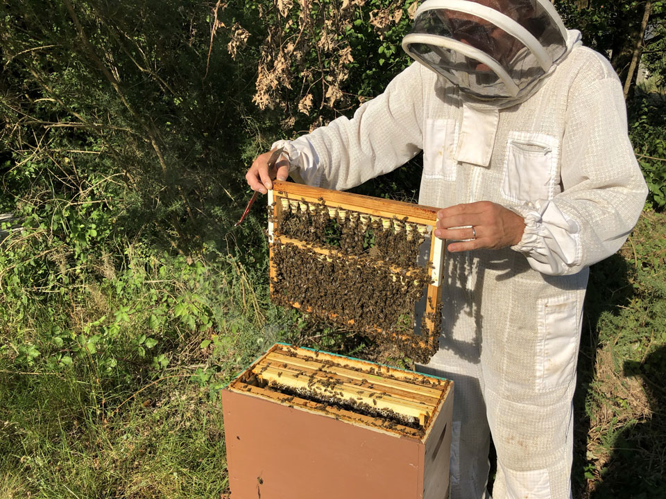 Abeille Noire Atlantique - Apiculture en Loire Atlantique