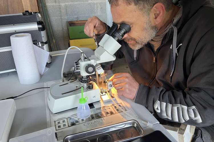 insémintation Abeille Noire Atlantique