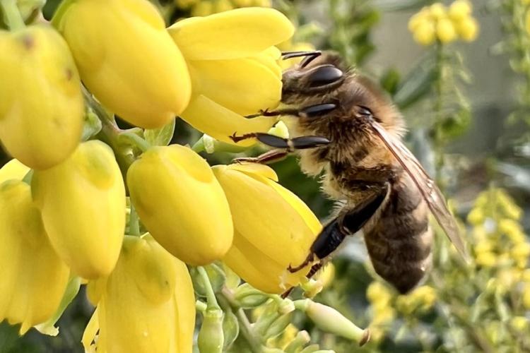 Abeille Noire Atlantique - Apiculture en Loire Atlantique