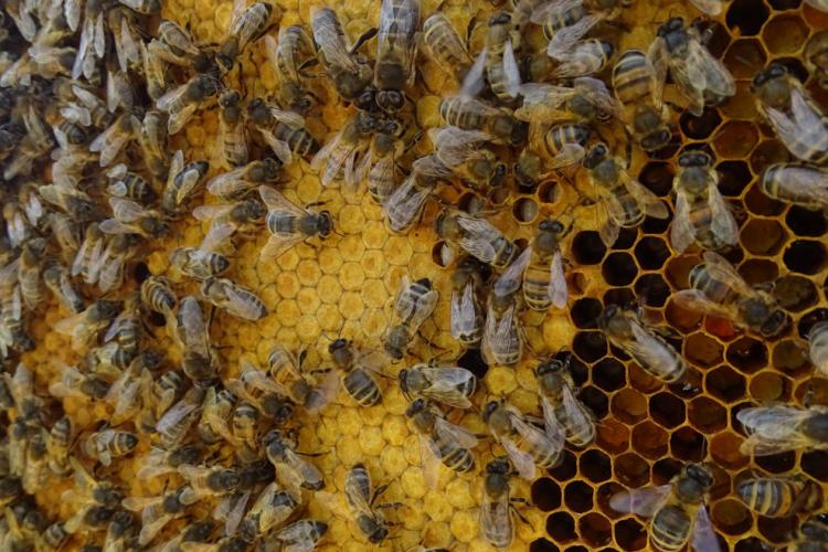 Abeille Noire Atlantique