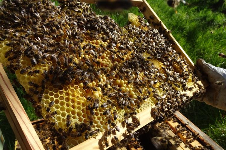 Abeille Noire Atlantique