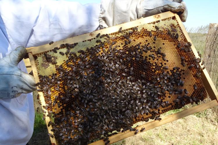 Abeille Noire Atlantique