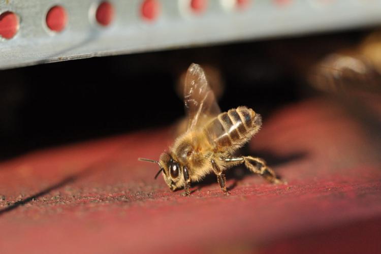 Abeille Noire Atlantique