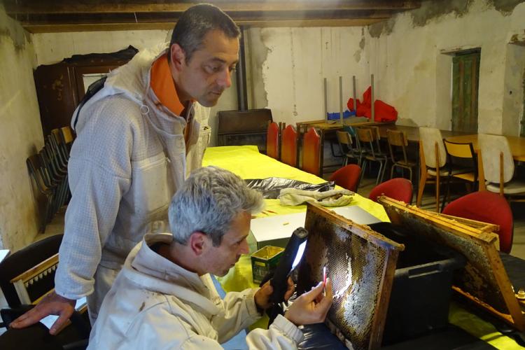 Abeille Noire Atlantique