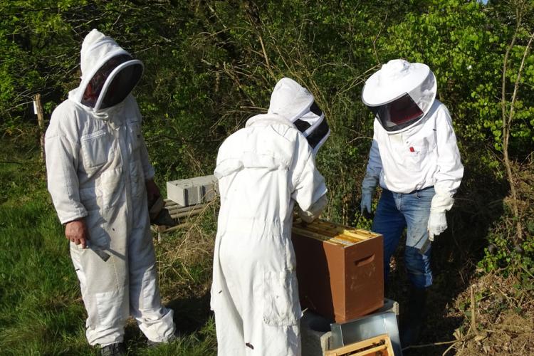 Abeille Noire Atlantique - Formation